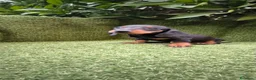 Teckel Miniatura perros en venta: teckel miniatura negro fuego machos y hembras  - Anuncio 1