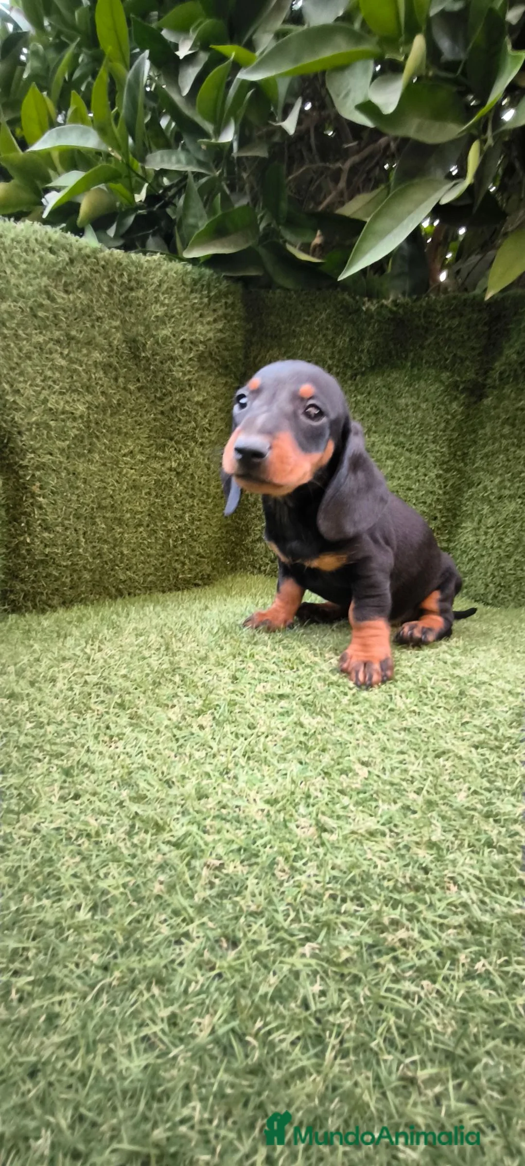 Teckel Miniatura perros en venta: teckel miniatura negro fuego machos y hembras  - Anuncio 1