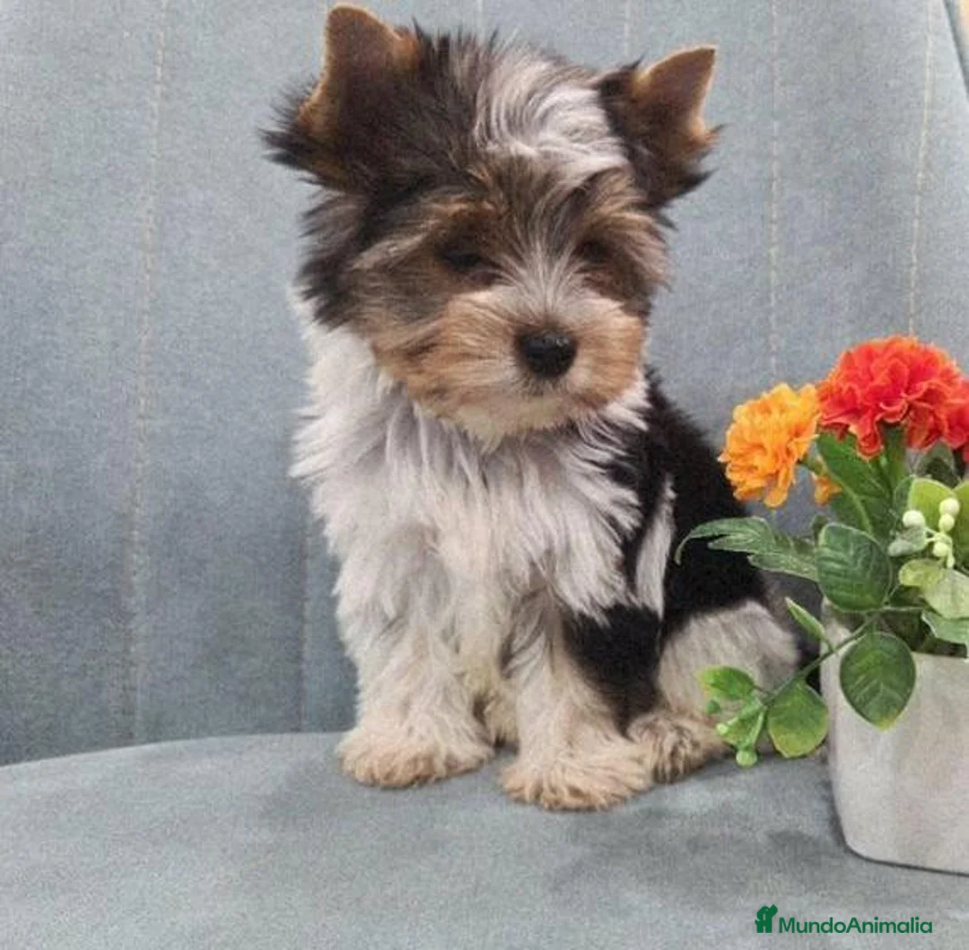 Biewer Yorkshire Terrier a la Pom Pon perros en venta: Hembra Yorkshire Biewer  - Anuncio 2