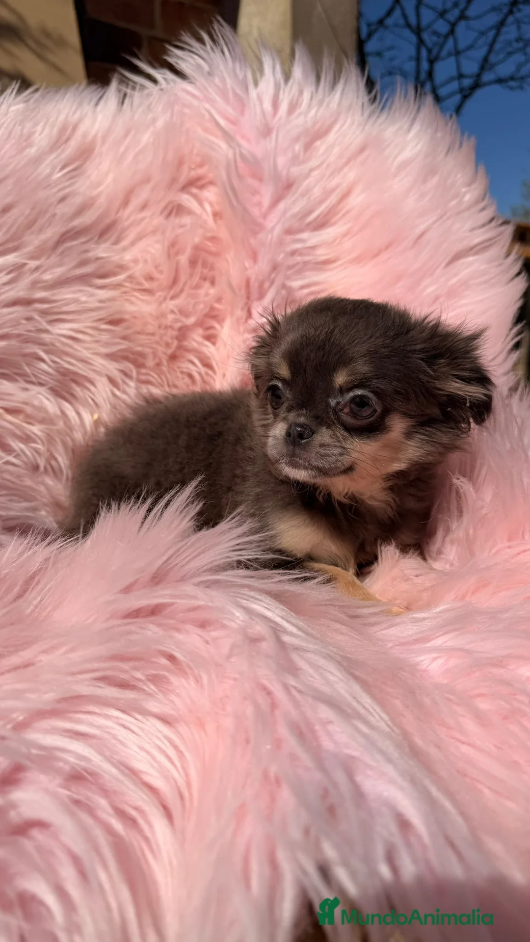 Chihuahua perros en venta: Chihuahua pelo largo hembra  - Anuncio 1