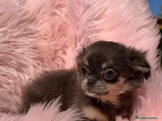 Chihuahua perros Chihuahua pelo largo hembra - Anuncio 3