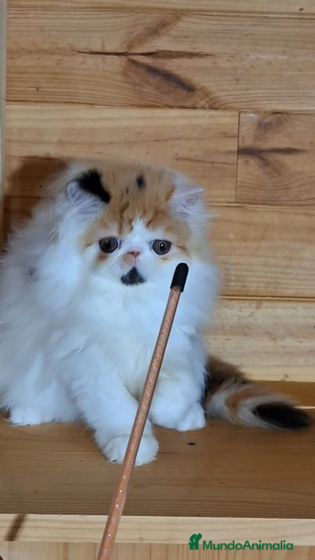 Persa gatos en venta: Preciosa Gata persa - Anuncio 4