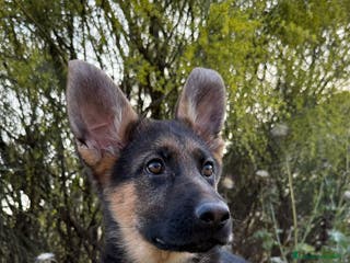 Pastor Alemán perros PASTOR ALEMAN MANTO NEGRO - Anuncio 4
