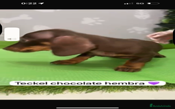 Teckel Miniatura perros en venta: Teckel hembra mini chocolate - Imagen 2
