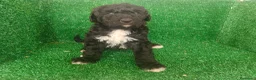 Perro de Agua Español perros en venta: Perros de agua - Anuncio 11