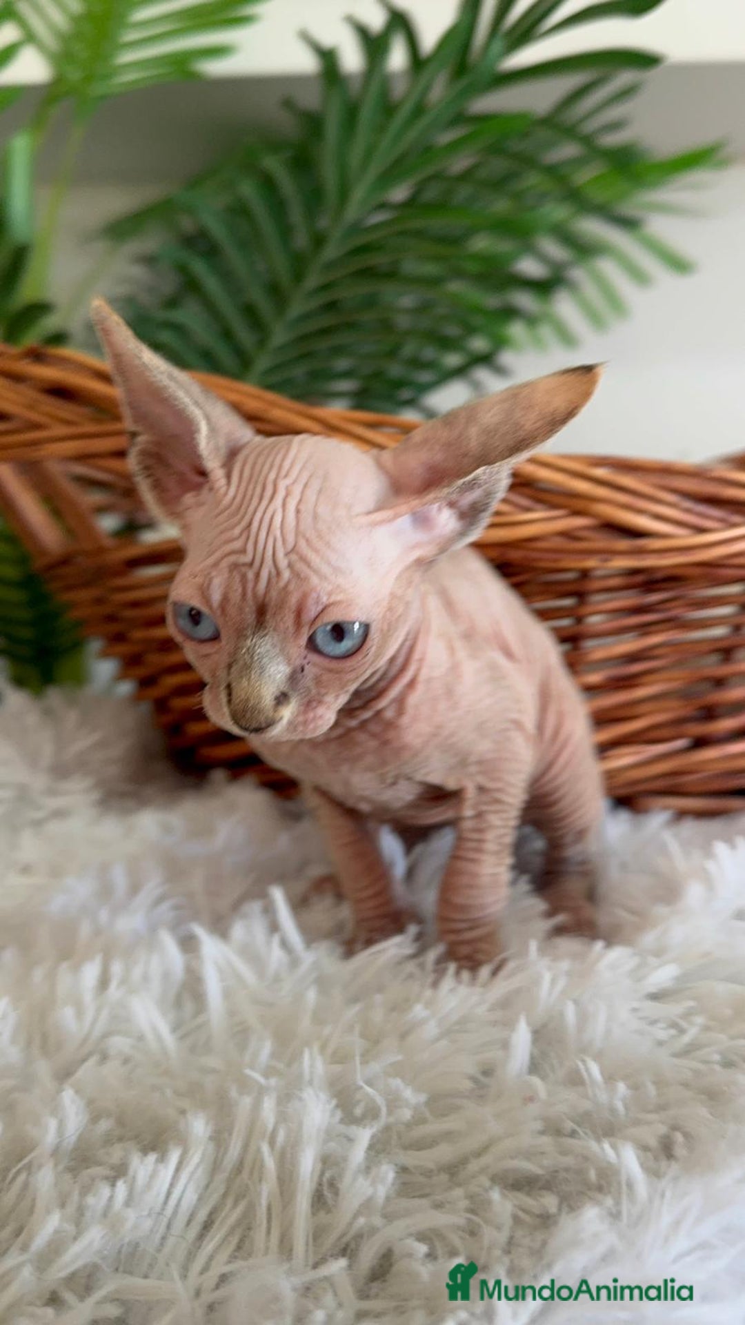 Sphynx gatos en venta: GATITAS SPHYNX - Anuncio 18