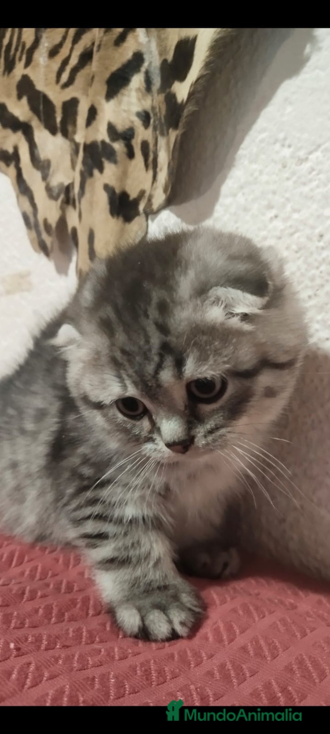 Scottish Fold gatos en venta: Venta de Scotish fold  - Anuncio 1