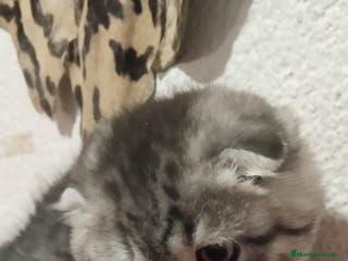 Scottish Fold gatos Venta de Scotish fold - Anuncio 8