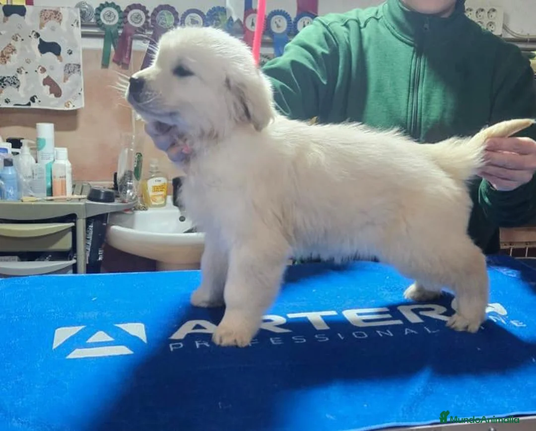 Golden Retriever perros en venta: Disponibles cachorros Golden retriever - Anuncio 3