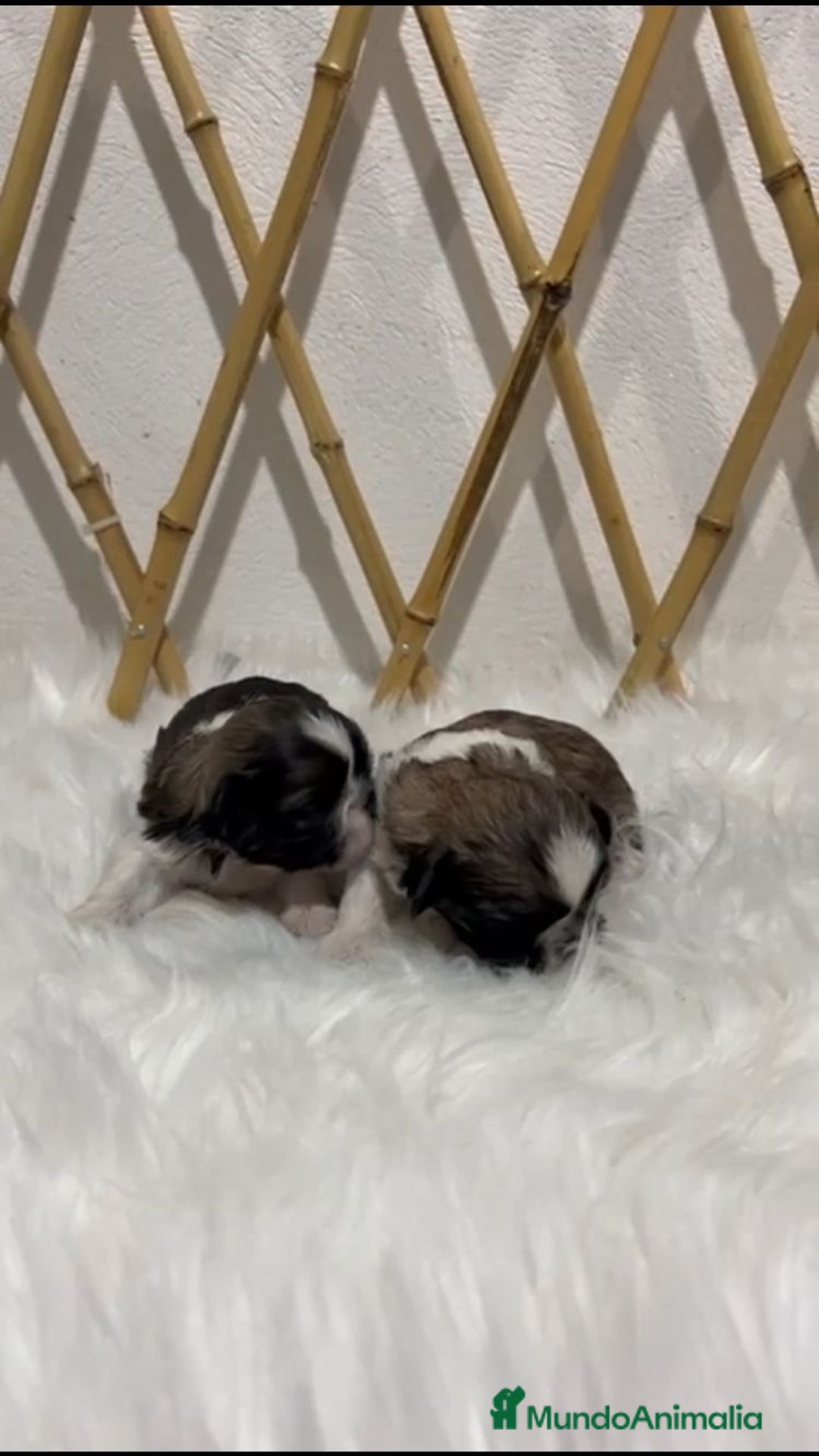 Shih Tzu perros en venta: SHIH TZU MINI - Anuncio 1