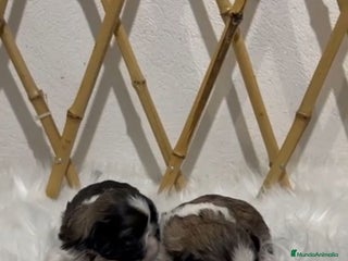 Shih Tzu perros SHIH TZU MINI - Anuncio 1