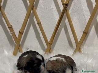 Shih Tzu perros SHIH TZU MINI - Anuncio 9