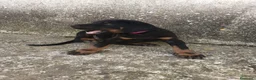 Dobermann perros en venta: Doberman  - Anuncio 7