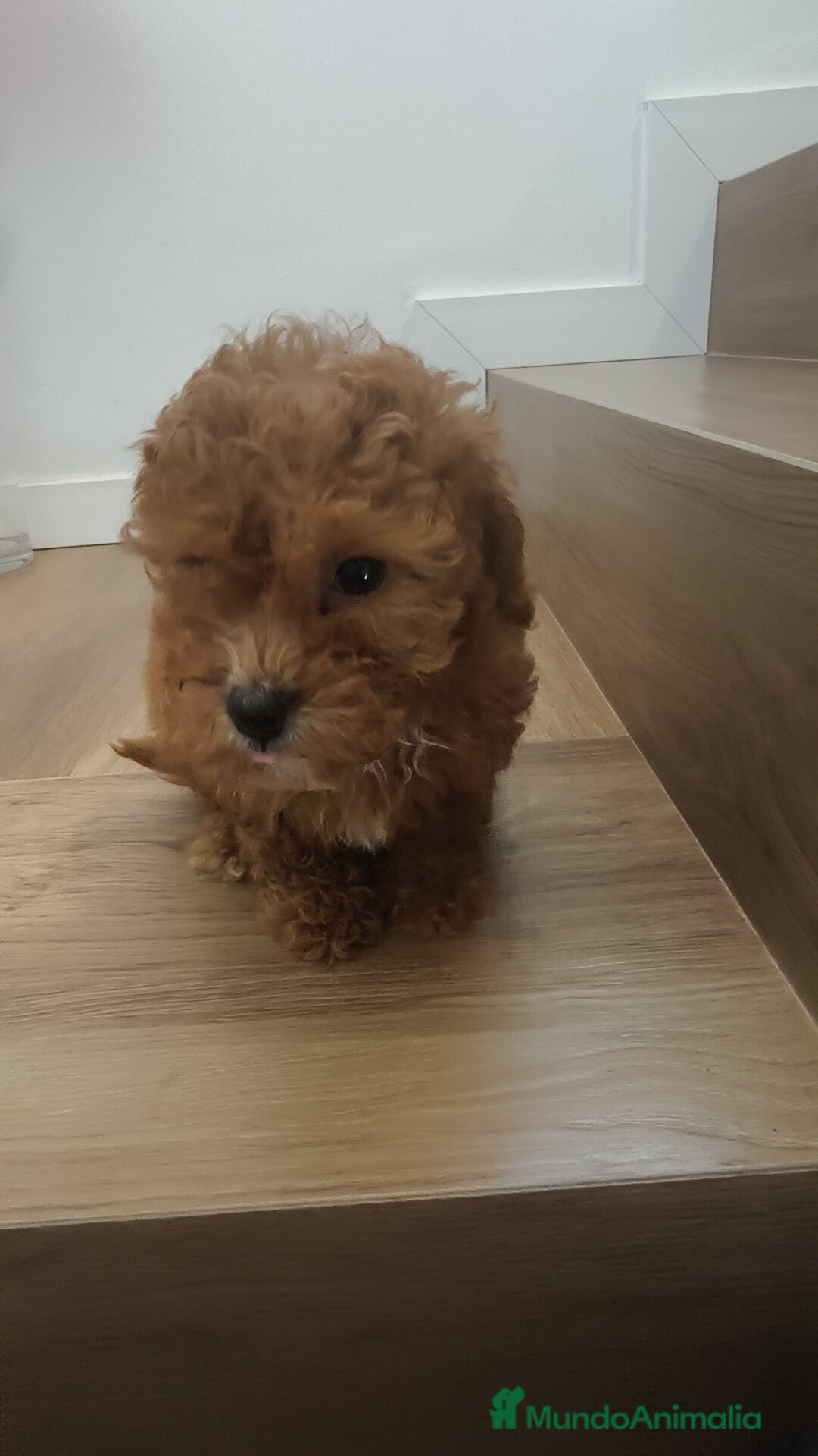 Caniche Toy perros en venta: Caniche Toy roja  - Anuncio 4