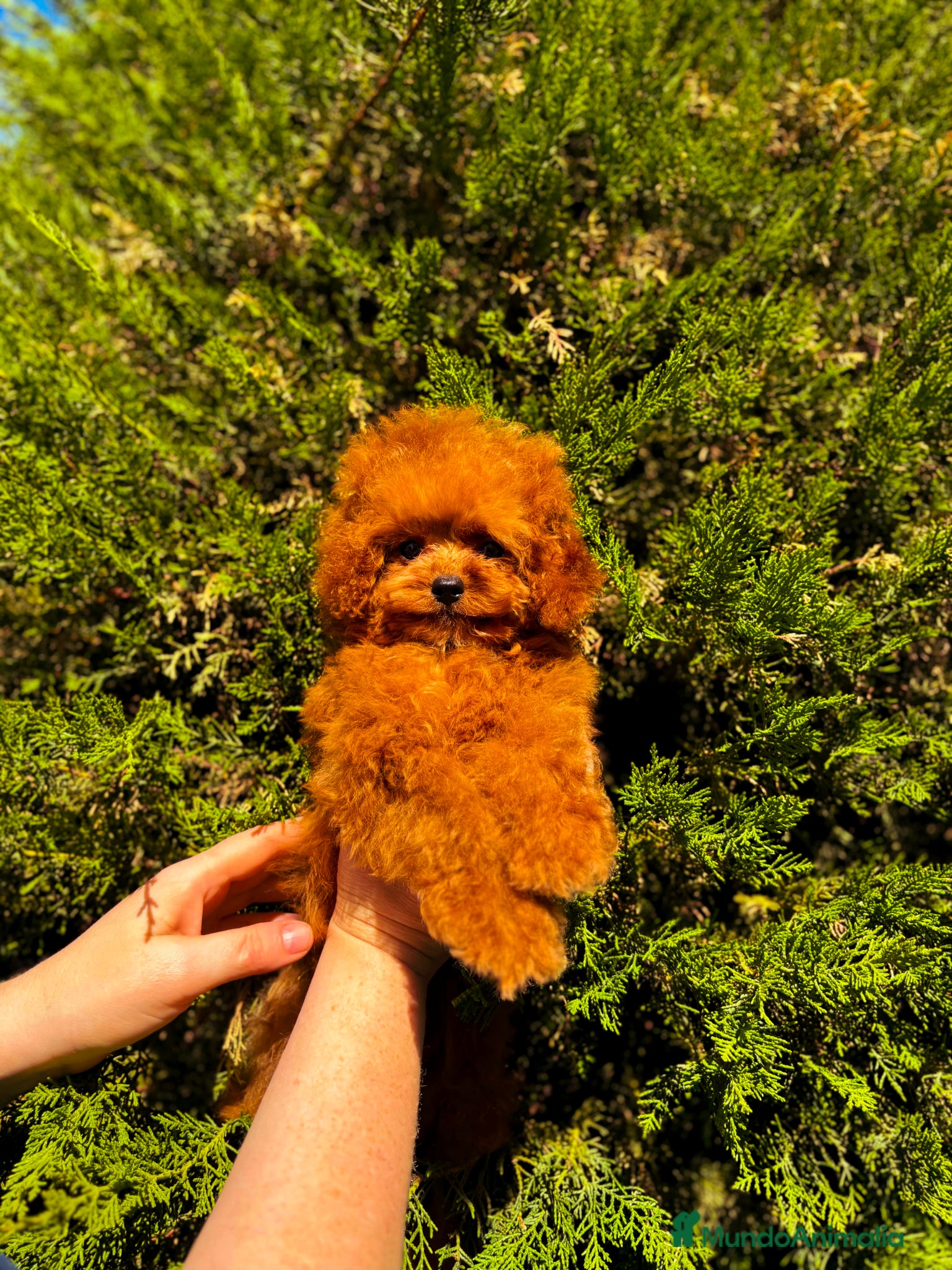 Caniche Toy perros Hembrita asiática  - Anuncio 15