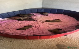 Pastor Belga Malinois perros en venta: CAMADA 2 MESES MALINOISE - Imagen 5