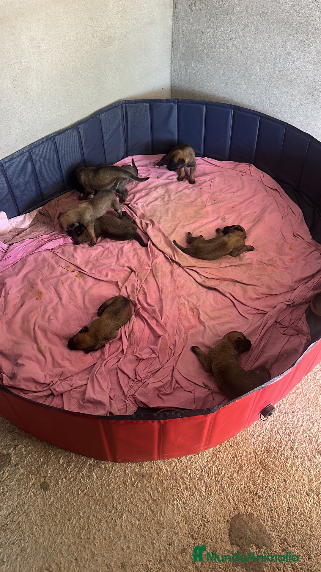 Pastor Belga Malinois perros en venta: CAMADA 2 MESES MALINOISE - Imagen 5
