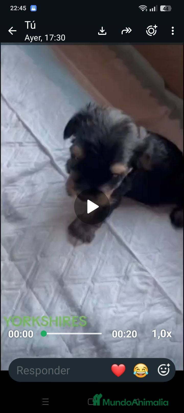 Yorkshire Terrier perros Yorkshire toy - Anuncio 1