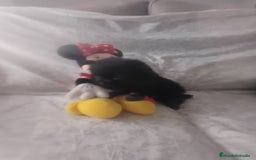 Pomerania perros en venta: Hembra de pomerania toys  - Imagen 6