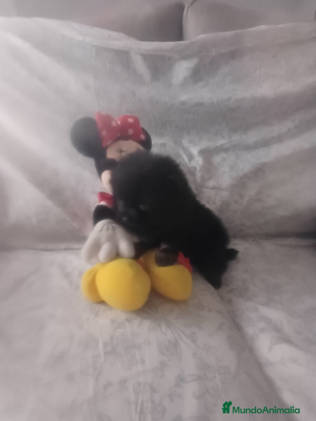 Pomerania perros en venta: Hembra de pomerania toys  - Imagen 6