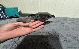 Chihuahua perros en venta: Chihuahua minis en CURTIS. La Coruña  - Imagen 4