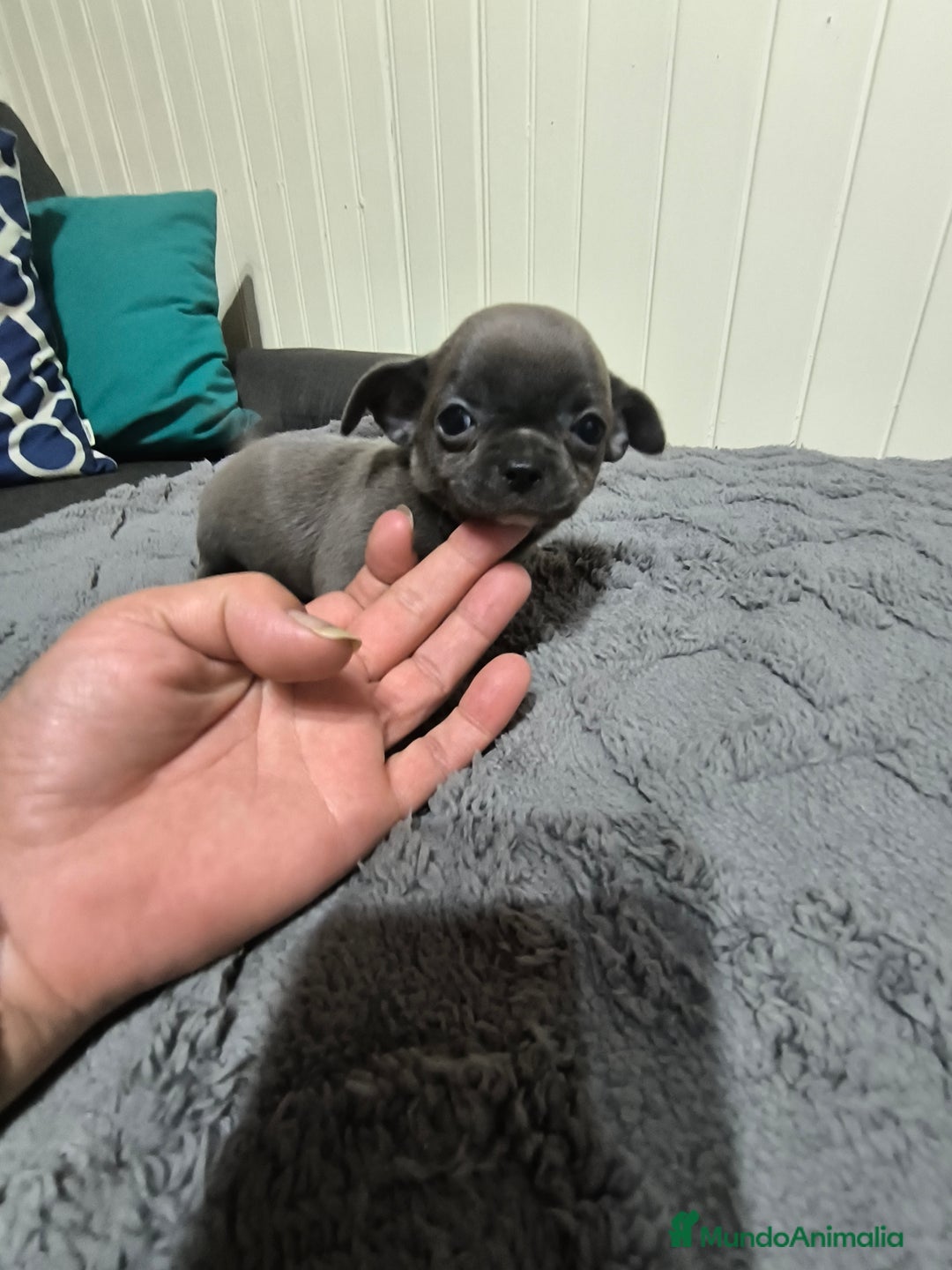 Chihuahua perros en venta: Chihuahua minis en CURTIS. La Coruña  - Imagen 4