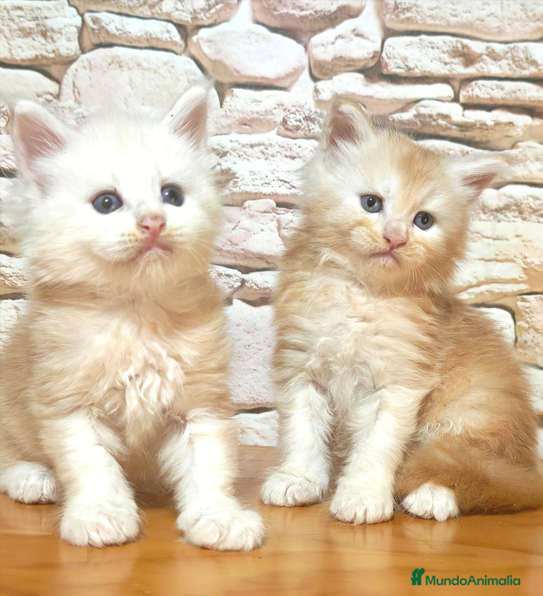 Maine Coon gatos Machos maine coon - Anuncio 2