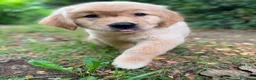 Golden Retriever perros en venta: Golden Retriever  - Anuncio 5