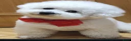 Bichón Frisé perros en venta: Bichon frise bebes espectaculares - Anuncio 1