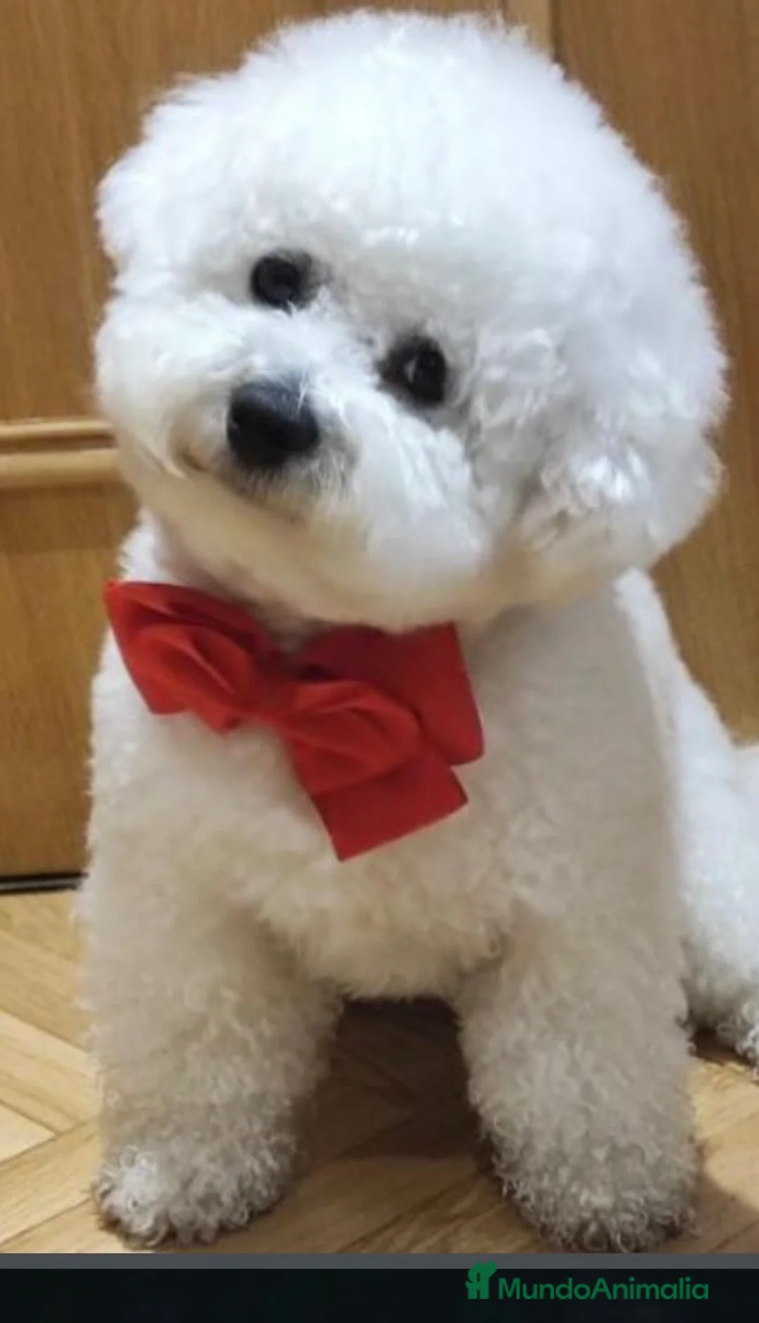 Bichón Frisé perros en venta: Bichon frise bebes espectaculares - Anuncio 1