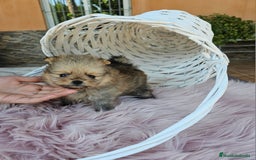 Pomerania perros en venta: Lulú de pomerania miniatura  - Imagen 3