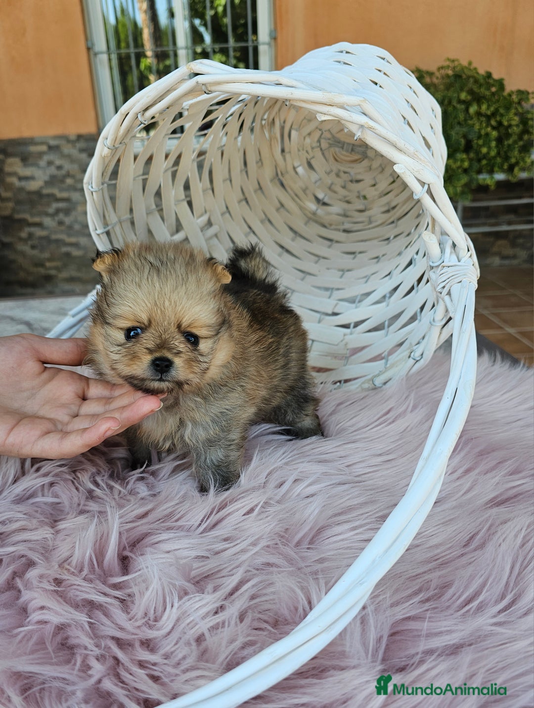Pomerania perros en venta: Lulú de pomerania miniatura  - Imagen 3
