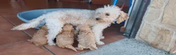 Caniche Toy perros en venta: Reserva tu caniche Prao Toro 🧡 en Madrid - Anuncio 1