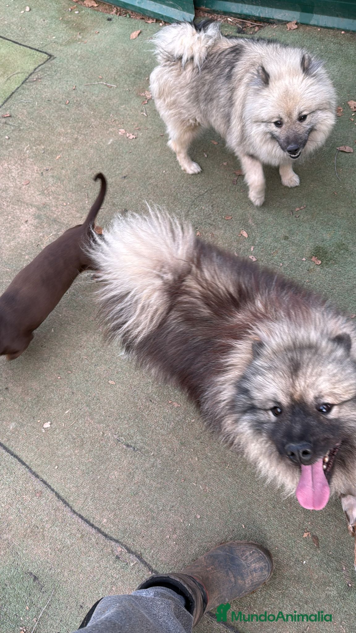 Spitz Lobo - Wolfsspitz perros Cachorros keeshond en Barcelona - Anuncio 2