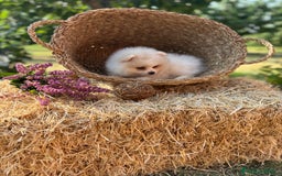 Pomerania perros en venta: Pomerania blanco /crema disponible  - Imagen 5