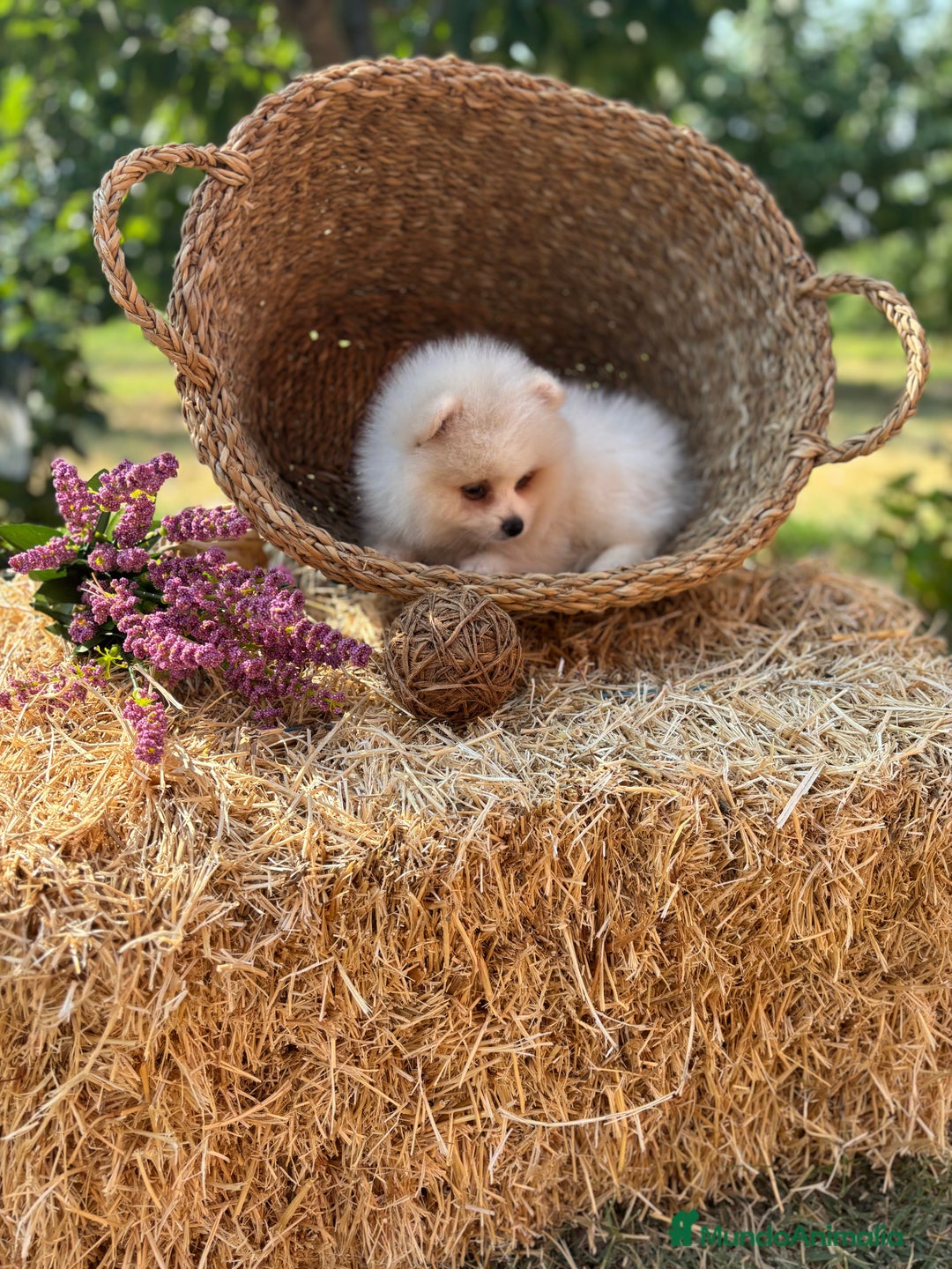 Pomerania perros en venta: Pomerania blanco /crema disponible  - Imagen 5