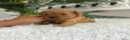 Caniche Toy perros en venta: CANICHE HEMBRA  - Anuncio 10