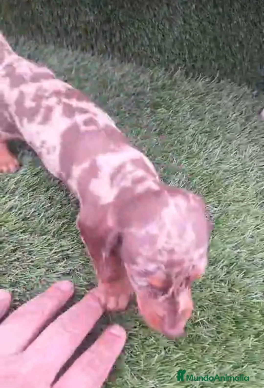 Teckel perros en venta: Kanichen Macho Arlequin Chocolate - Anuncio 5