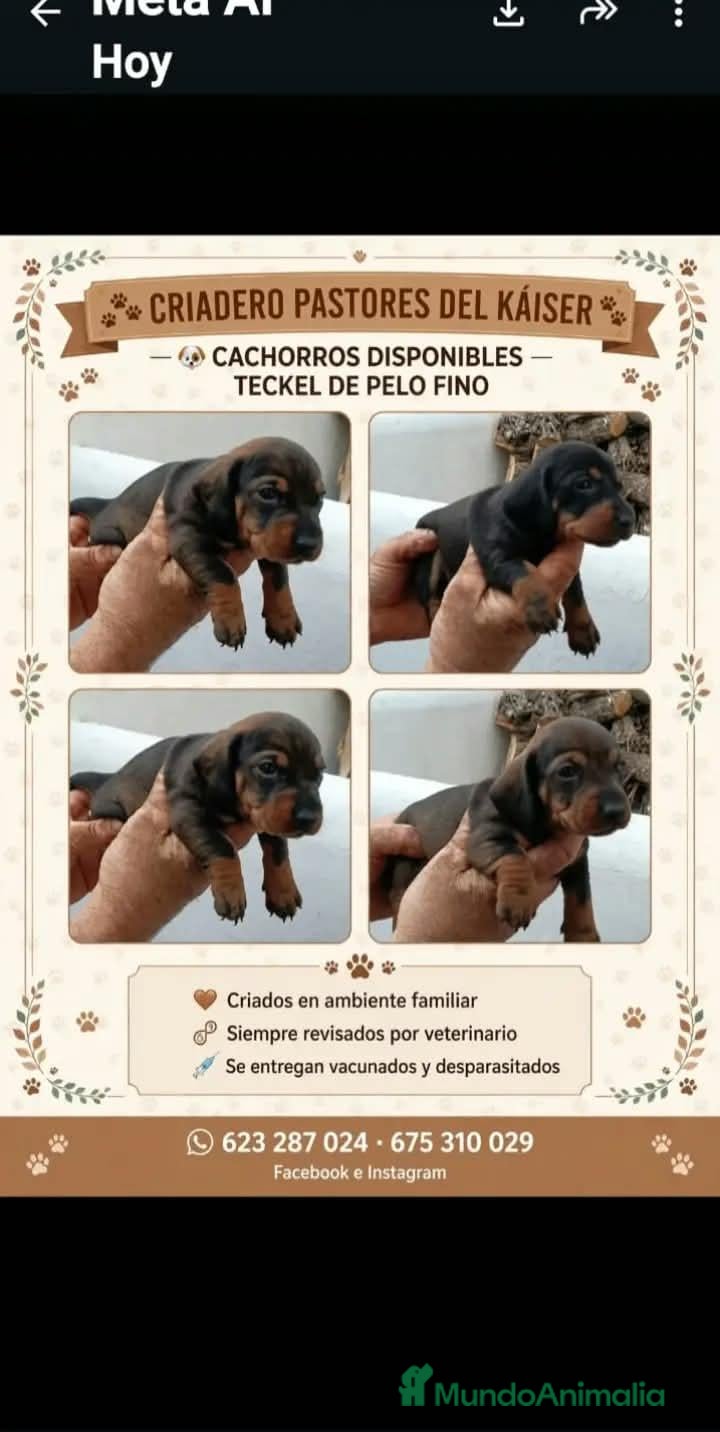 Teckel perros Teckel - Anuncio 1