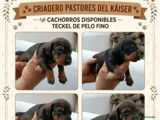 Teckel perros Teckel - Anuncio 1