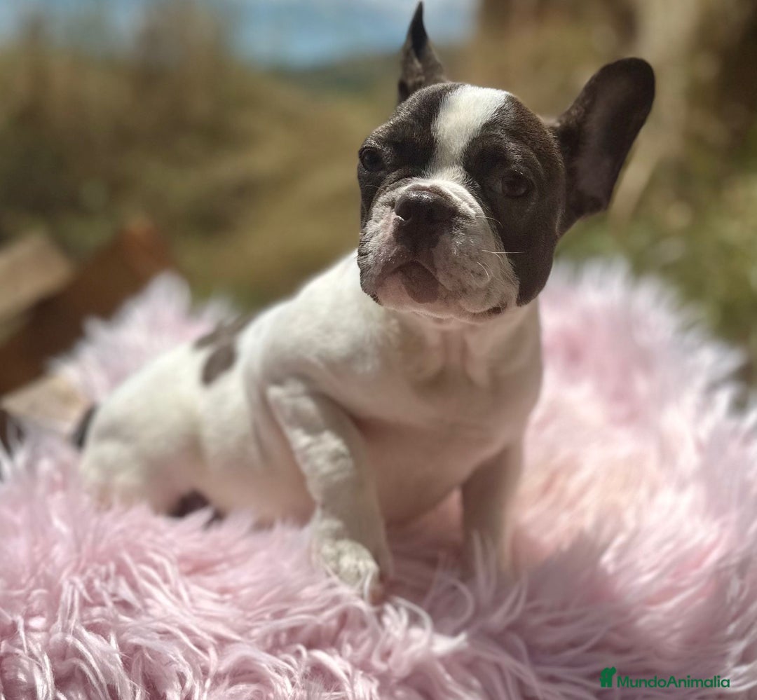 Bulldog Francés perros en venta: Bulldog francés hembra - Imagen 2