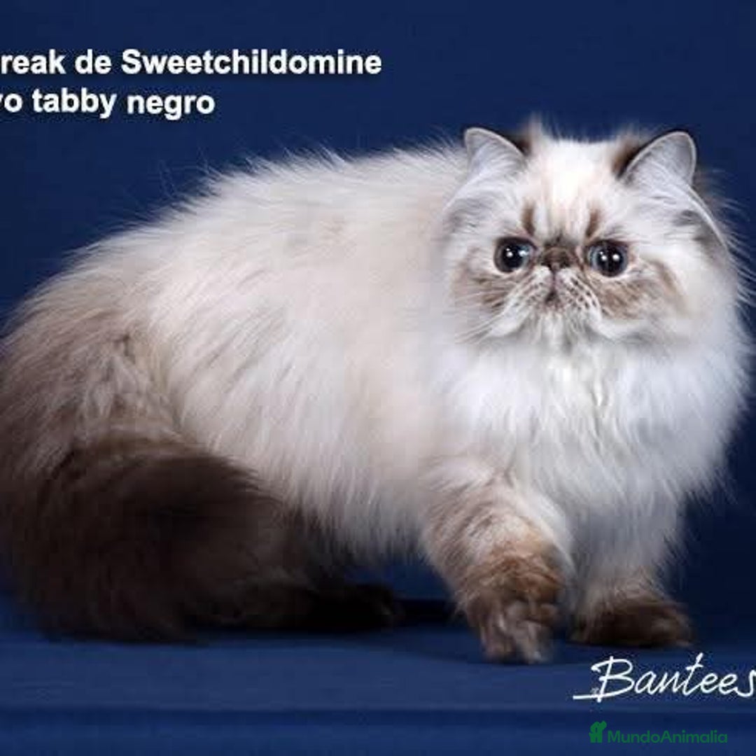 Persa gatos en venta: Gc ch  ich - Anuncio 8