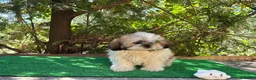 Shih Tzu perros en venta: Shihtzu  - Anuncio 3