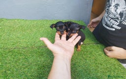 Pinscher Miniatura perros en venta: Mini-pinscher bluey negro fuego - Imagen 2