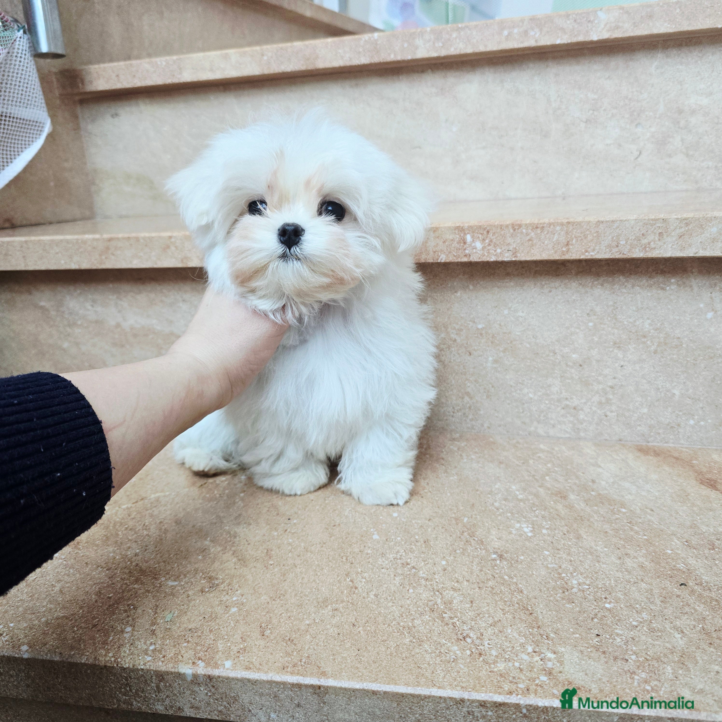 Bichón Maltés perros Cachorro de Bichón Maltés coreano  en Barcelona - Anuncio 1