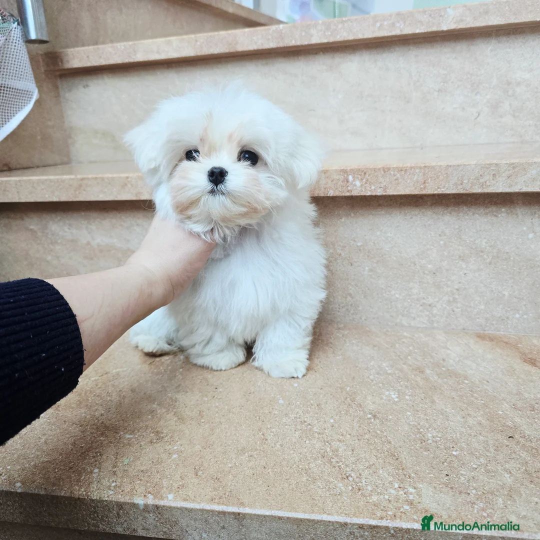 Bichón Maltés perros en venta: Cachorro de Bichón Maltés coreano  en Barcelona - Anuncio 1