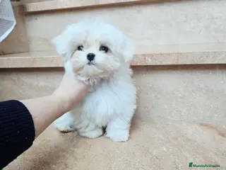 Bichón Maltés perros Cachorro de Bichón Maltés coreano en Barcelona - Anuncio 1