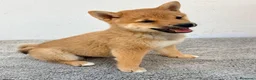 Shiba Inu perros en venta: Shiba Inu - Anuncio 16