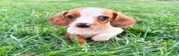 Teckel Miniatura perros en venta: Teckel kaninchen  - Anuncio 9