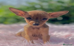 Ratón de Praga perros en venta: Ratona de Praga roja  - Imagen 1
